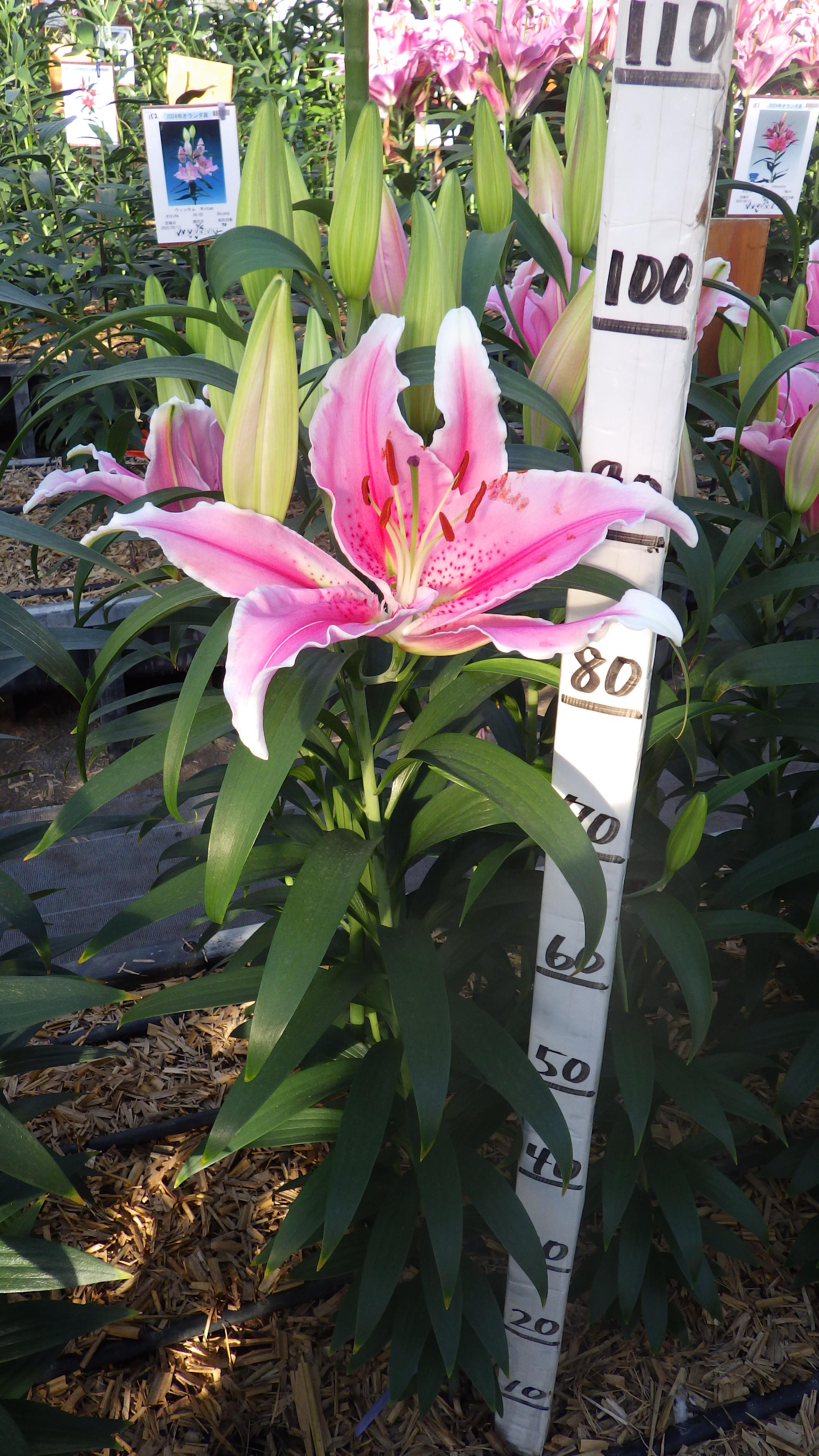 ピストンカップ